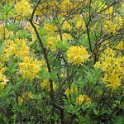 Rhododendron luteum (2)